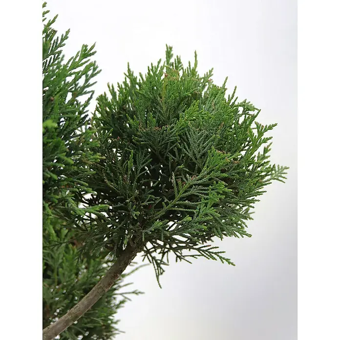 Piardino Leyland-Zypresse Pompon - Cupressocyparis leylandii, Topfgröße: 33 cm - Nahaufnahme einer grünen Zypresse, die ihre feinen Nadeln und die Textur des Stammes hervorhebt, ideal für Garten- und Landschaftsgestaltungszwecke.