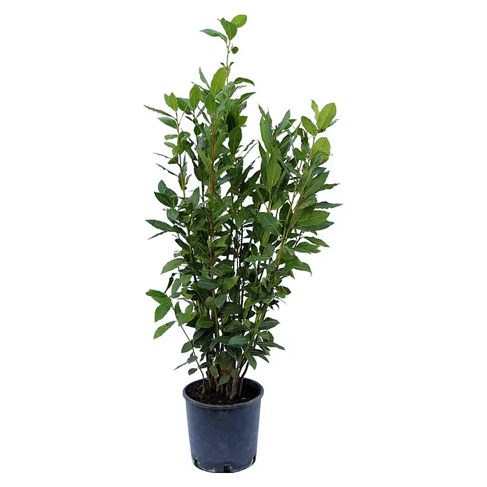 Piardino Lorbeer -  - Ein Lorbeerbaum im Topf. Das üppige Grün der Blätter und der schlanke Stamm machen den Baum zu einem dekorativen Element für jeden Raum.