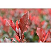 Piardino Glanzmispel Halbstamm (Photinia fraseri 'Red Robin') | BAUHAUS