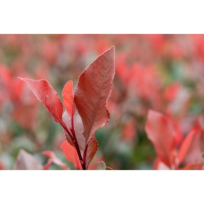 Piardino GlanzmispelPhotinia fraseri 'Robusta Compacta', Topfgröße: 30 cm Detail Shot