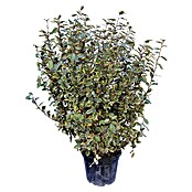 Piardino Wintergrüne Ölweide (Elaeagnus x ebbingei 'Viveleg', Topfgröße: 42 cm) | BAUHAUS