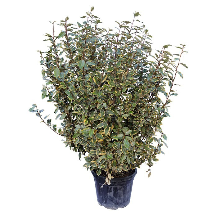 Piardino Wintergrüne ÖlweideElaeagnus x ebbingei 'Viveleg', Topfgröße: 42 cm Front View