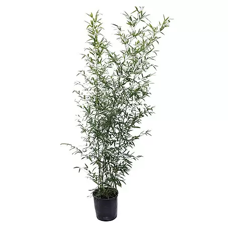 Piardino  Schwarzer Bambus