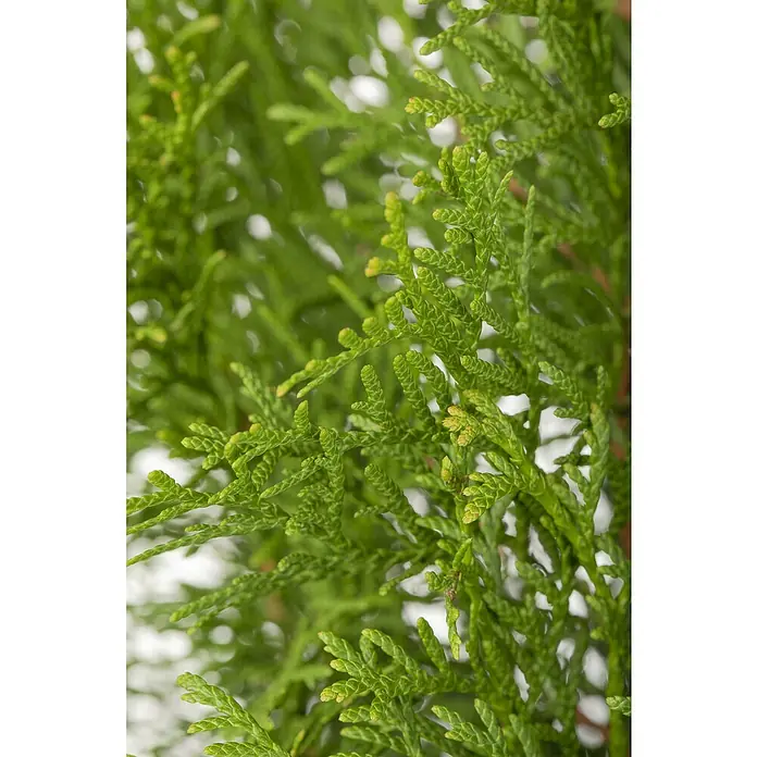 Piardino Lebensbaum Spirale - Thuja occidentalis 'Smaragd', Topfgröße: 33 cm - Nahaufnahme von immergrünen Thuja-Zweigen, die ihre dichte, schuppenartige Textur und frische grüne Farbe zeigen, ideal für Hecken und Gartengestaltung.