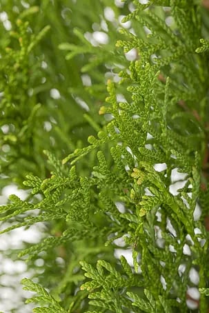 Piardino Lebensbaum Spirale - Thuja occidentalis 'Smaragd', Topfgre: 33  cm online kaufen bei BAUHAUS