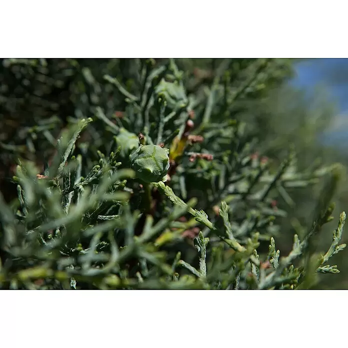 Piardino Blaue Säulenzypresse - Cupressus arizonica 'Fastigiata Glauca', Topfgröße: 33 cm - Detailaufnahme