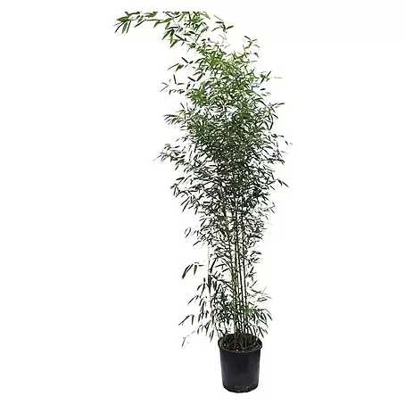 Piardino  Riesenbambus