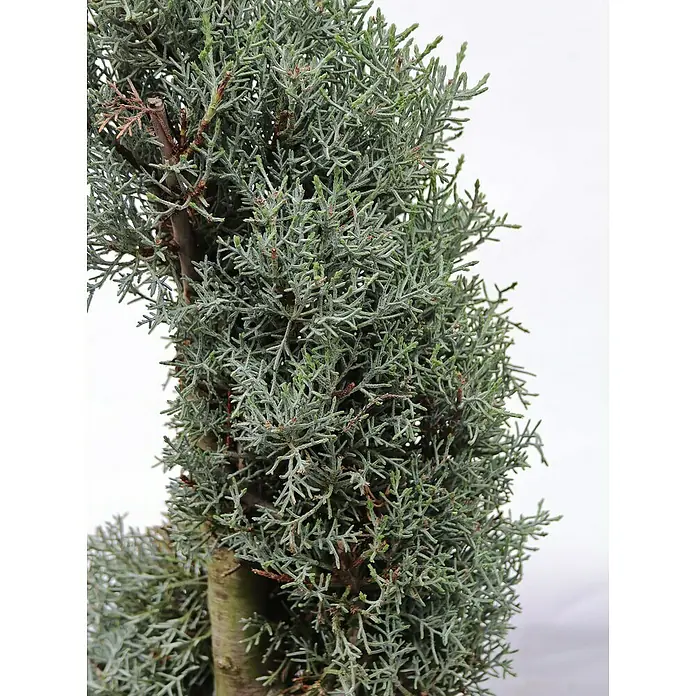 Piardino Blaue Säulenzypresse Spiralform - Cupressus arizonica 'Fastigiata Glauca', Topfgröße: 33 cm - Nahaufnahme einer eleganten Zypressen-Topfpflanze mit blaugrünem Laub und einem schlanken Stamm, ideal für die Dekoration von Innenräumen.