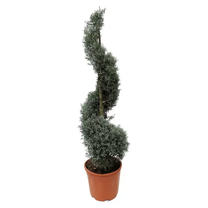 Piardino Blaue Säulenzypresse Spiralform - Cupressus arizonica 'Fastigiata Glauca', Topfgröße: 33 cm - Vorderansicht