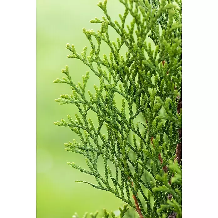 Piardino Lebensbaum Spirale - Thuja occidentalis 'Smaragd', Topfgröße: 33 cm - Grüner Koniferenzweig mit dichtem, schuppenartigem Laub.