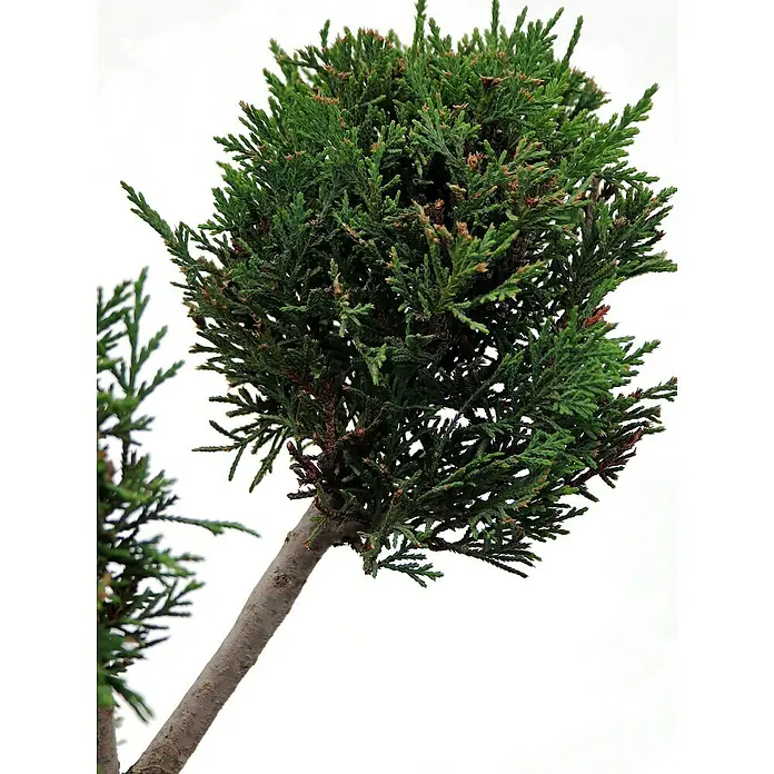 Piardino Leyland-Zypresse Pompon - Cupressocyparis leylandii 'Castlewellan Gold', Topfgröße: 33 cm - Nahaufnahme eines grünen, kugelförmigen Zypressenbonsais mit detailreichen Nadeln und einem markanten Stamm.