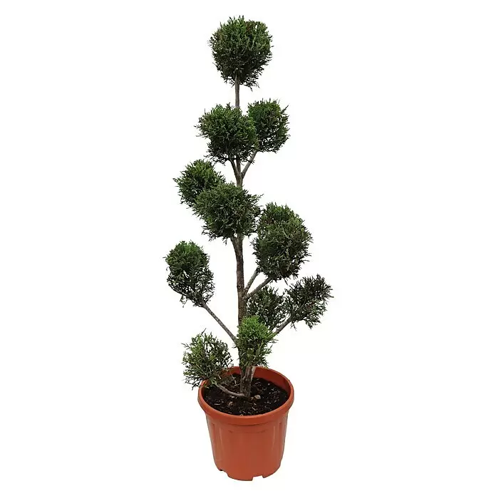 Piardino Leyland-Zypresse Pompon - Cupressocyparis leylandii 'Castlewellan Gold', Topfgröße: 33 cm - Geformte immergrüne Zierpflanze in einem terrakottafarbenen Plastiktopf.