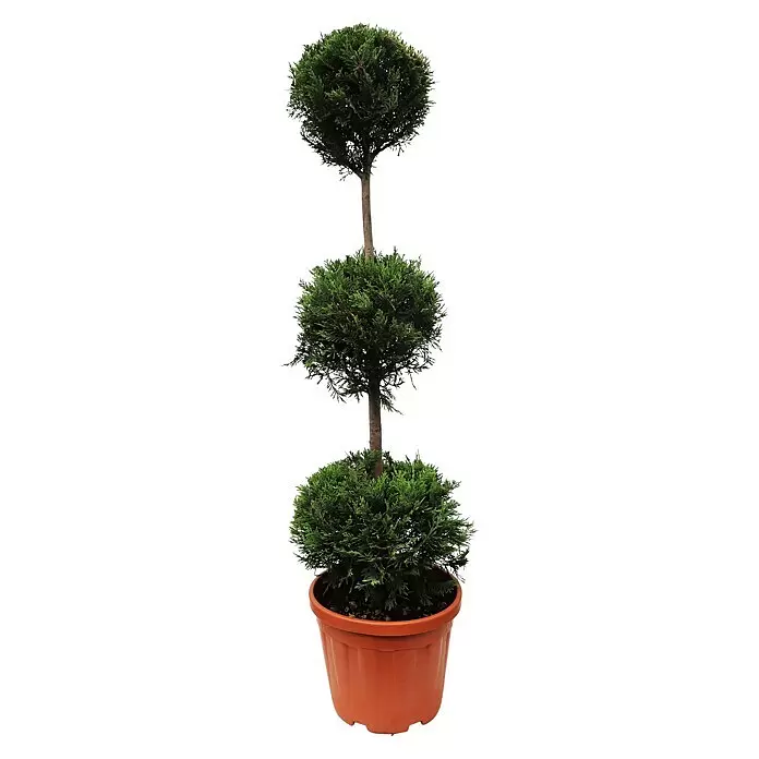 Piardino Leyland-Zypresse 3-Kugeln - Cupressocyparis leylandii 'Castlewellan Gold', Topfgröße: 33 cm - Vorderansicht