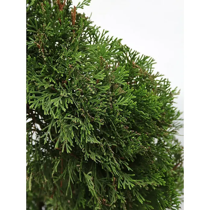 Piardino Lebensbaum Spirale - Thuja occidentalis 'Smaragd', Topfgröße: 33 cm - Nahaufnahme einer grünen Zypresse mit vielen kleinen Ästen. Das Grün ist lebendig und gesund.