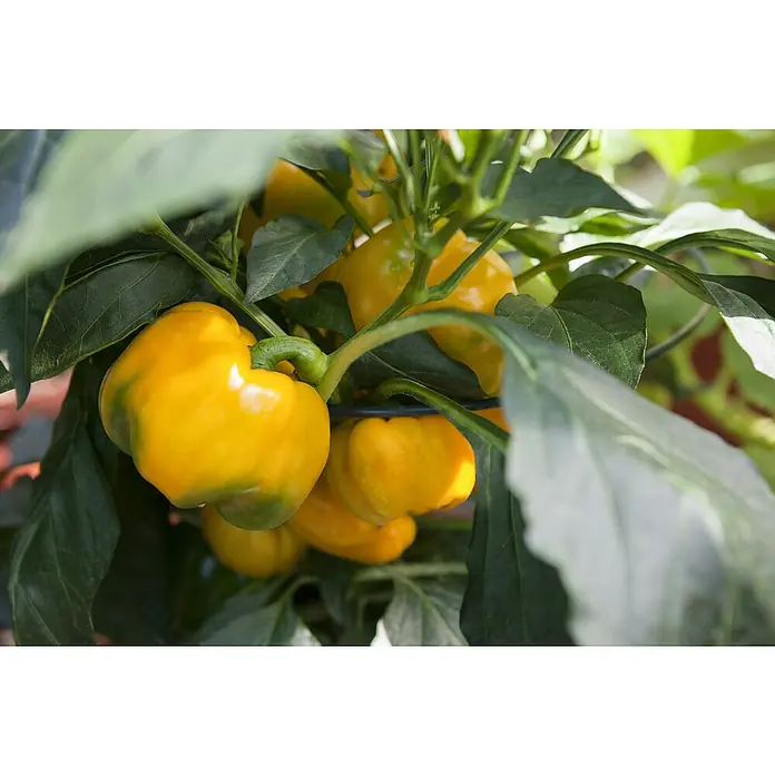 Piardino Paprika Bio - Capsicum annuum, 10 cm, Erntezeit: Juni, Farbe Frucht: Gelb - Nahaufnahme von gelben Paprika, die in einem Garten an einem Strauch wachsen, mit grünen Blättern, die die Früchte umgeben.
