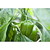 Capsicum annuum - Blockpaprika gruen 9 B