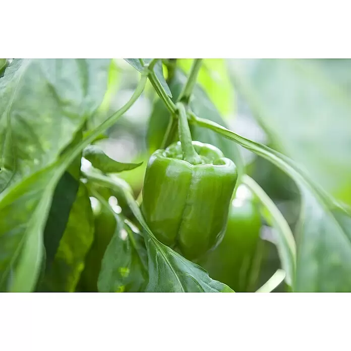Piardino Paprika Bio - Capsicum annuum, 10,5 cm, Erntezeit: August - Detailaufnahme