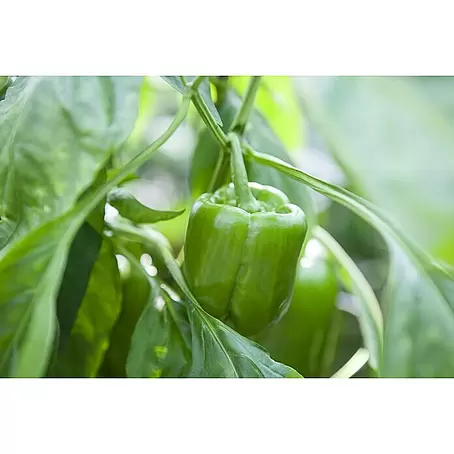 Piardino  Paprika Bio