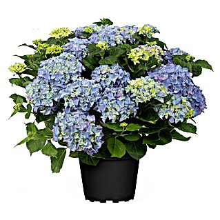 Piardino Bauernhortensie (Hydrangea macrophylla, Blütenfarbe: Blau, Gelb)