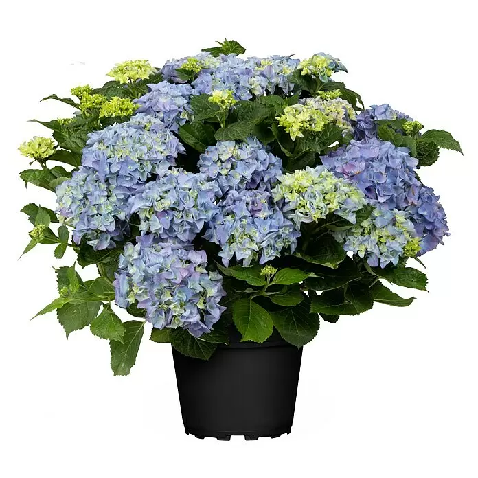 Piardino BauernhortensieHydrangea macrophylla, Blütenfarbe: Blau