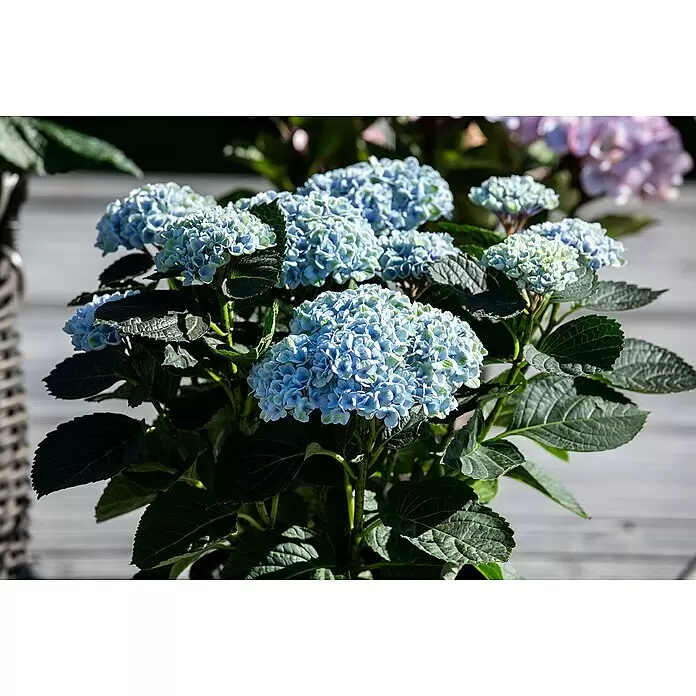 Piardino Bauernhortensie - Hydrangea macrophylla, Blütenfarbe: Blau - Stimmungsaufnahme