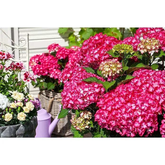 Piardino Bauernhortensie - Hydrangea macrophylla, Blütenfarbe: Rot - Nahaufnahme von leuchtend rosa Hortensien in Töpfen, die eine charmante und farbenfrohe Gartenszene schaffen.