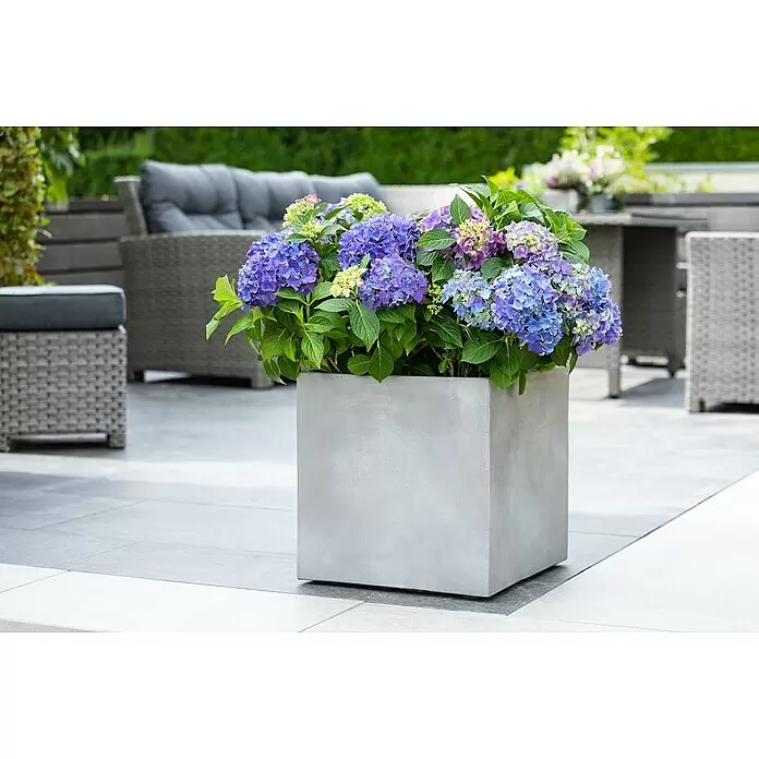 Piardino Hortensie - Hydrangea macrophylla, Topfgröße: 21 cm, verschiedene Farben - Stimmungsaufnahme