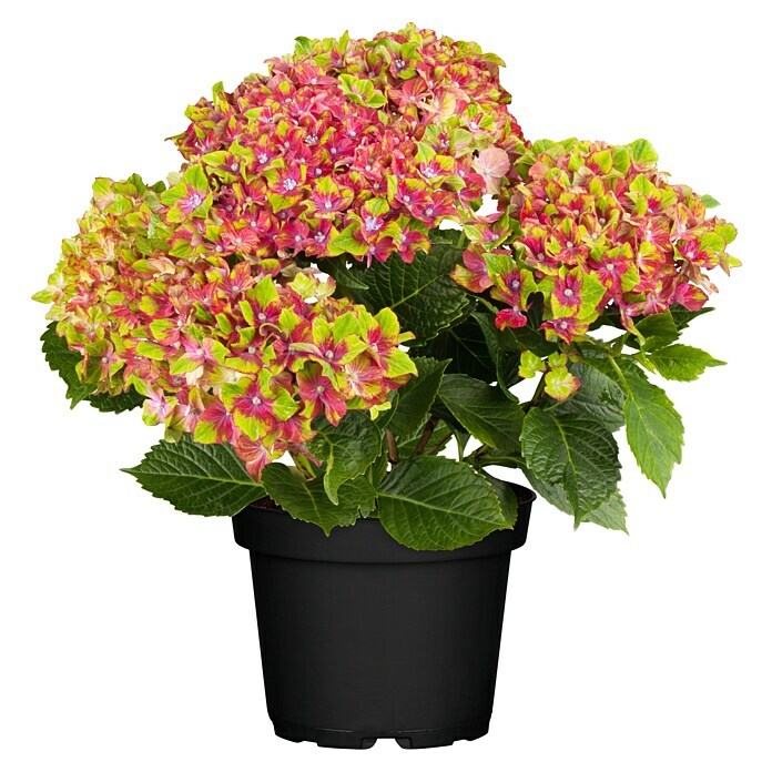 Hydrangea macrophylla 5 Sloch Waterbach