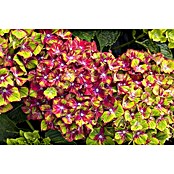 Hydrangea macrophylla 5 Sloch Waterbach