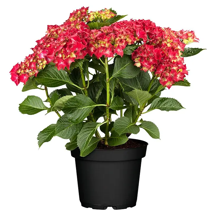 Piardino Bauernhortensie - Hydrangea macrophylla, Blütenfarbe: Rot - Strahlend rote Hortensie in einem schwarzen Topf. Die Blütenblätter der Hortensie sind dicht und leuchtend rot, ein echter Hingucker.