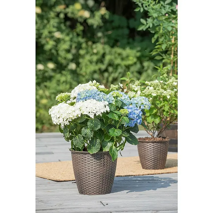 Piardino BauernhortensieHydrangea macrophylla, Blütenfarbe: Blau - Nahaufnahme von blauen und weißen Hortensien, die in einem braunen Korb auf einer Holzterrasse gepflanzt sind.