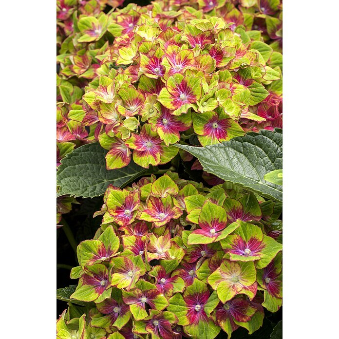 Hydrangea macrophylla 5 Sloch Waterbach