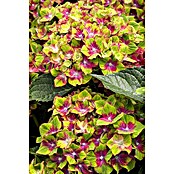 Hydrangea macrophylla 5 Sloch Waterbach