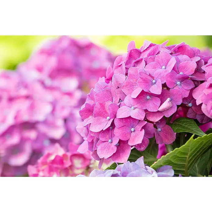Piardino Bauernhortensie - Hydrangea macrophylla, Rosa, Topfvolumen: 5 l - Eine Nahaufnahme von rosafarbenen Hortensienblüten, die dichte Blütenköpfe mit zarten Blütenblättern und grünen Blättern bilden.