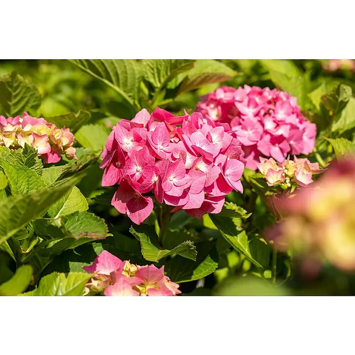 Piardino Bauernhortensie - Hydrangea macrophylla, Rosa, Topfvolumen: 5 l - Nahaufnahme von rosa Hortensienblüten, die sich durch ihre dichten Blütenstände und leuchtenden Farben auszeichnen.