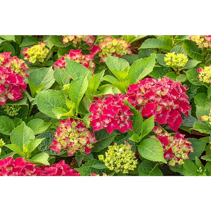 Piardino Bauernhortensie - Hydrangea macrophylla, Blütenfarbe: Rot - Nahaufnahme eines blühenden Hortensienstrauchs mit leuchtend roten Blüten und frischen, grünen Blättern, die eine dichte, farbenfrohe Darstellung bieten.