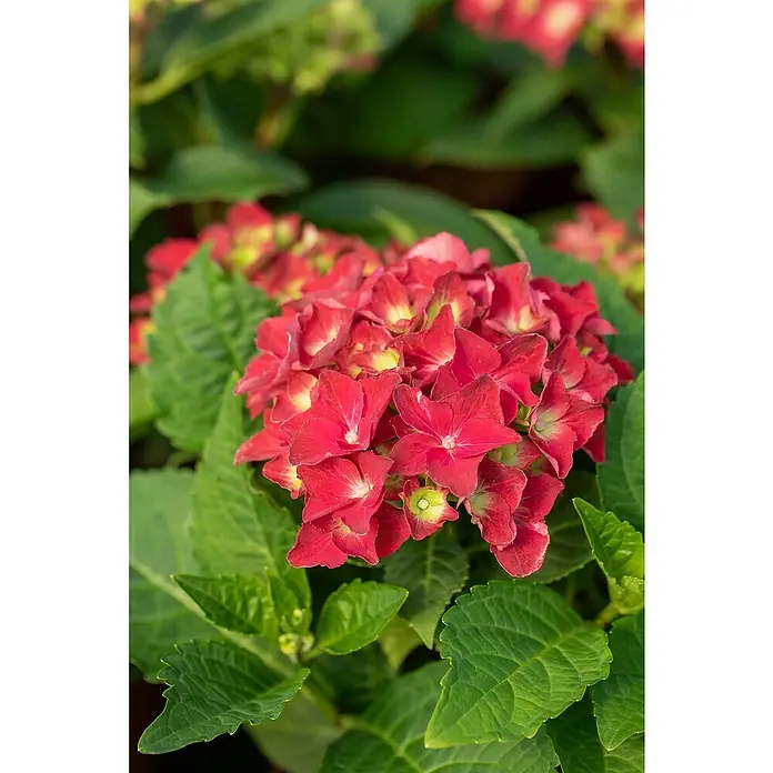 Piardino Bauernhortensie - Hydrangea macrophylla, Blütenfarbe: Rot - Nahaufnahme einer roten Hortensienblüte mit grünen Blättern, die die zarten Details und die lebendige Farbe der Pflanze hervorhebt.