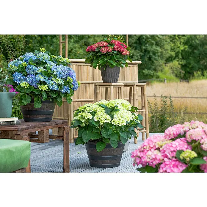 Piardino Bauernhortensie - Hydrangea macrophylla, Blütenfarbe: Weiß - Ein Arrangement von blühenden Hortensien in verschiedenen Farben, die in dekorativen Töpfen auf einer Terrasse platziert sind.