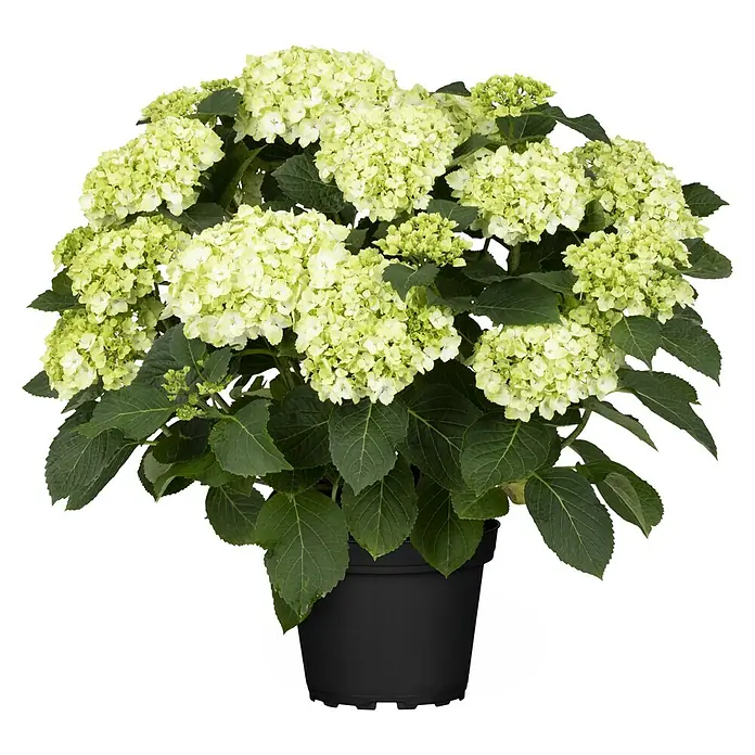 Piardino Bauernhortensie - Hydrangea macrophylla, Blütenfarbe: Weiß - Eine üppige, hellgrüne Hortensie in einem schwarzen Topf, die mit ihren Blüten eine elegante und frische Atmosphäre verbreitet.