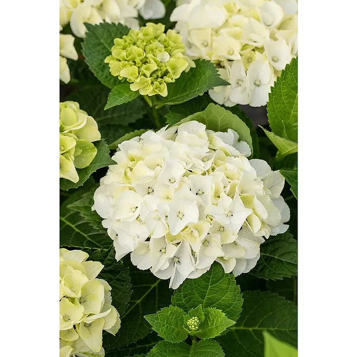 Piardino Bauernhortensie - Hydrangea macrophylla, Blütenfarbe: Weiß - Nahaufnahme einer weißen Hortensienblüte inmitten grüner Blätter, die die zarten Blütenblätter und die Textur der Pflanze hervorhebt.