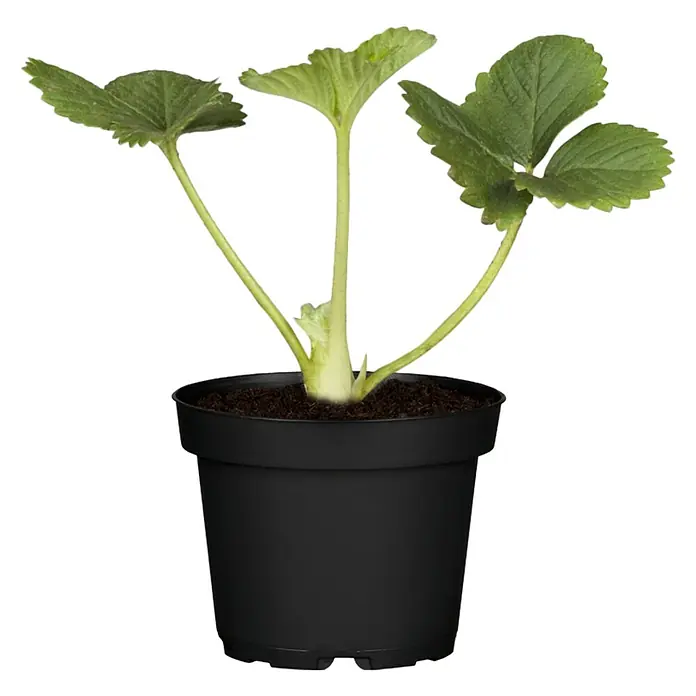 Piardino Erdbeere - Fragaria x ananassa 'Senga®-Sengana®' - Diese Aufnahme zeigt eine Erdbeerpflanze in einem schwarzen Topf, die durch ihr grünes Laub ins Auge fällt und für den Garten geeignet ist.
