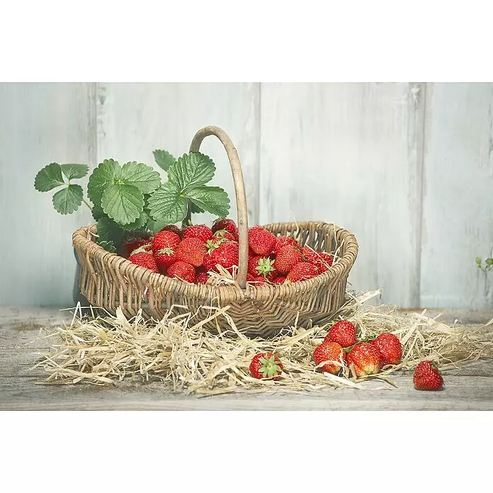 Piardino Erdbeere - Fragaria x ananassa 'Senga®-Sengana®' - Reife rote Erdbeeren quellen aus einem rustikalen Weidenkorb auf Stroh, mit grünen Blättern, auf einer Holzoberfläche.