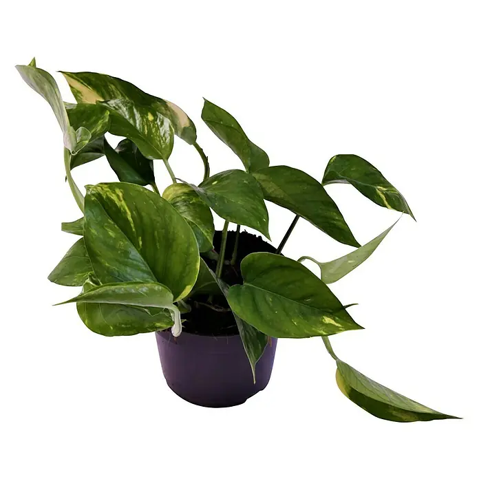 Piardino Dracena (Dracaena marginata, Veliina tegle: 17 cm) | BAUHAUS