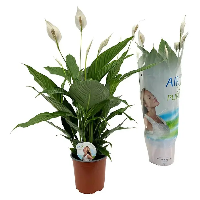 Piardino Dracena (Dracaena marginata, Veliina tegle: 17 cm) | BAUHAUS