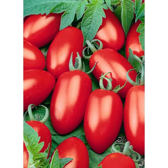 Piardino Tomate Bio - Solanum lycopersicum 'Caprese', 12 cm - Nahaufnahme von reifen, roten Roma-Tomaten zwischen grünen Blättern. Ideal für Saucen und Salate, ein Genuss für jeden Gartenliebhaber.