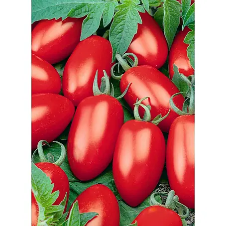 Piardino  Tomate Bio