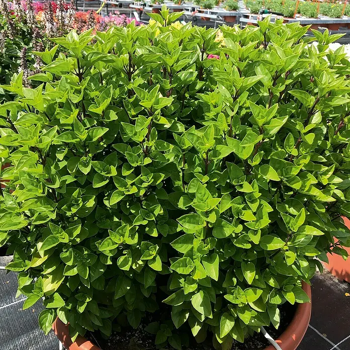 Piardino Basilikum Bio - Ocimum basilicum 'Tauris Petite', Topfgröße: 12 cm - Ein üppiger Basilikumstrauch mit grünen Blättern und dunklen Stielen, der in einem braunen Topf auf einer Gartenausstellung steht.