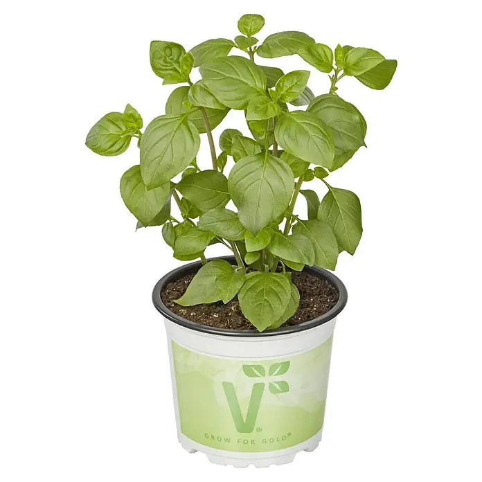 Piardino Basilikum Bio - Ocimum basilicum 'Tauris Petite', Topfgröße: 12 cm - Ein Topf Basilikum mit saftig grünen Blättern. Das Basilikum steht in einem weißen Topf mit der Aufschrift "Grow for Gold".