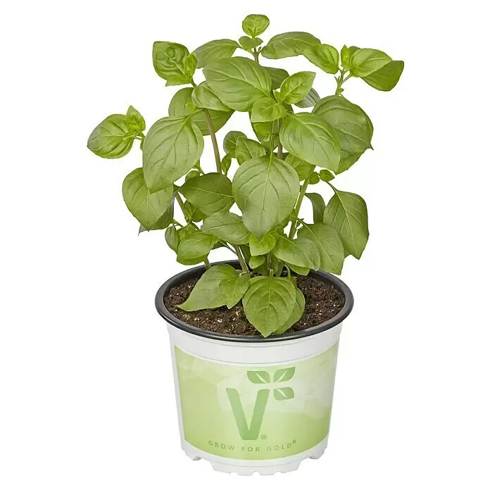 Piardino Basilikum BioOcimum basilicum 'Tauris Petite', Topfgröße: 12 cm