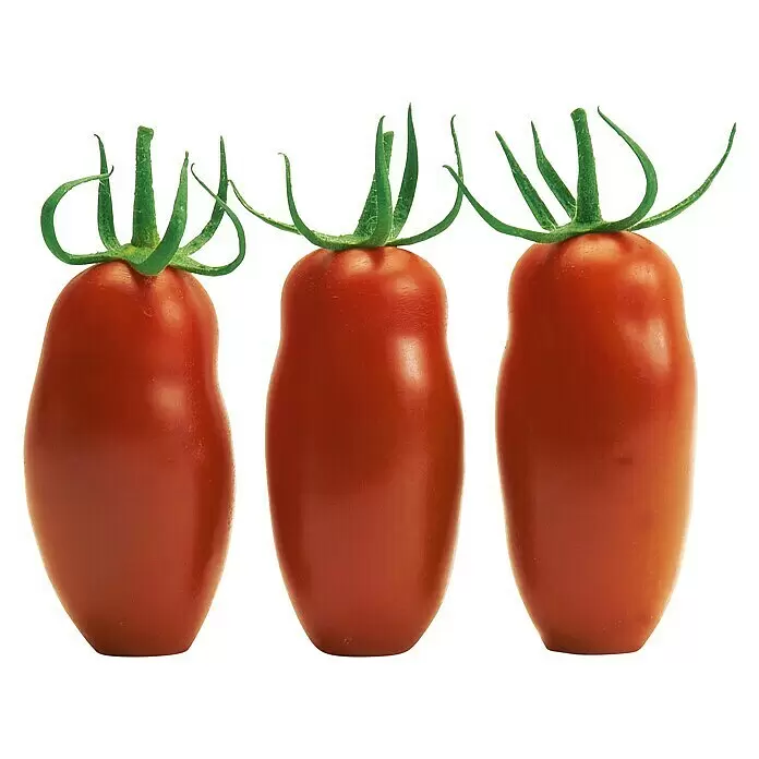 Piardino Tomate BioSolanum lycopersicum 'Caprese', 12 cm Front View